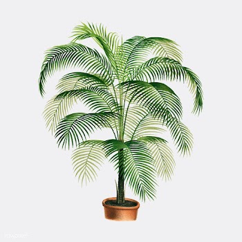A lithograph of Cocos Weddelliana from the bo.. | Free stock vector - 471471
