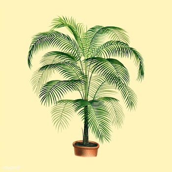 A lithograph of Cocos Weddelliana from the bo.. | Free stock vector - 471472