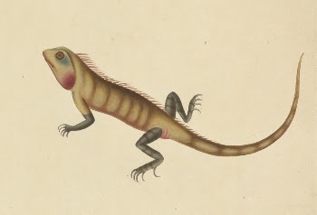 A Lizard with Sketches of a Scorpion | Free Photo - rawpixel