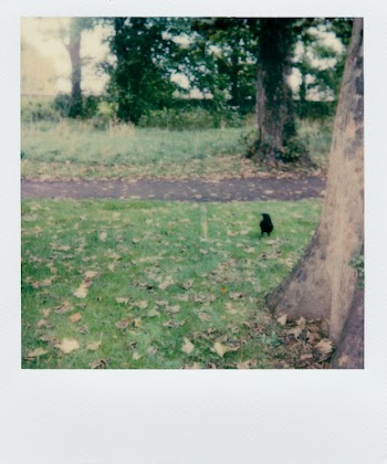 A Lone Bird On The Grass  With Scattered Dry Leaves Of Trees In the Park