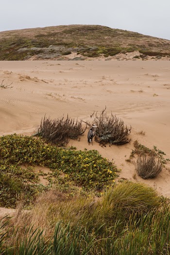 A Lone Bird Standing On Sandy Ground Amongst Green And Dry Plants
