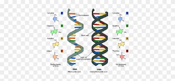 A Lot Of People Love Learning About Dna - Dna And Rna Differences