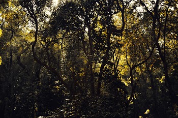 A Lot of Tall Trees