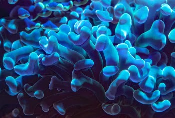 A macro photo of the waving tentacles of a blue bioluminescent coral. These corals usually live in deeper waters, and glow of their own accord.