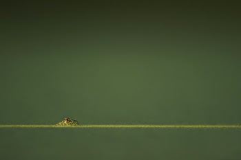 A macro shot of a frog | Free Photo - rawpixel