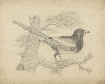 A Magpie in a Tree | Free Photo - rawpixel