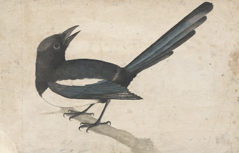 A Magpie painting in high | Free Photo - rawpixel