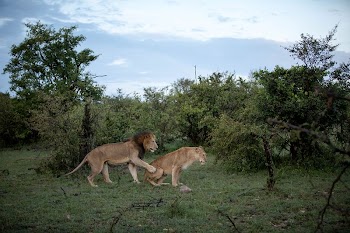 A male lion and lioness | Free Photo - rawpixel