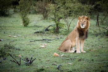 A male lion looks out across the savannah | Free Photo - rawpixel
