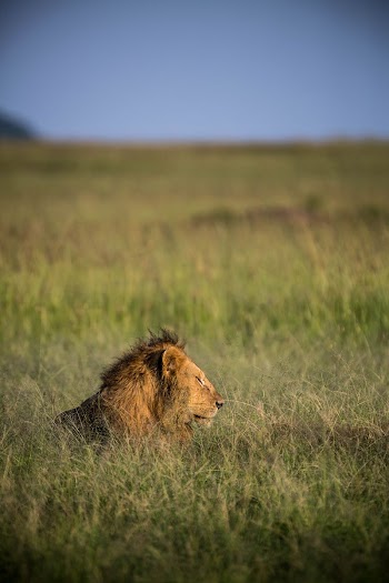 A male lion rests in the grass | Free Photo - rawpixel