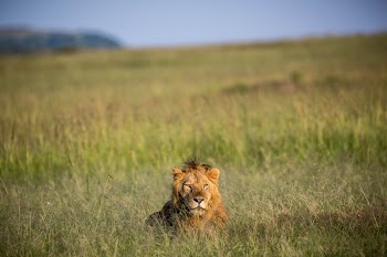 A male lion rests in the grass | Free Photo - rawpixel