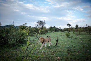 A male lion walks through the bush | Free Photo - rawpixel