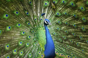 A male peacock. Original public | Free Photo - rawpixel