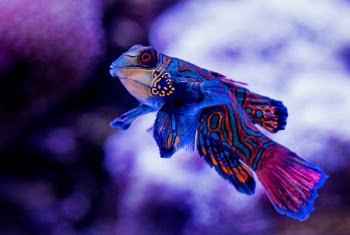 A Mandarinfish at the Cairns Aquarium shows of its gorgeous colours and pattern, against a backdrop of white coral.