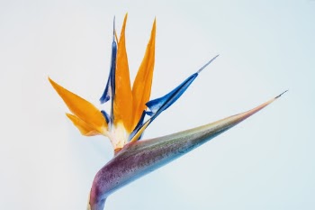 A mid-winter bird of paradise gives a great leap towards the heavens, winking at us as she lifts off.  Another lousy winter day in northern California.
