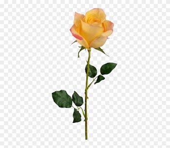 A Moment Will Occur Sometimes When Something Magical - Long Stem Orange Rose