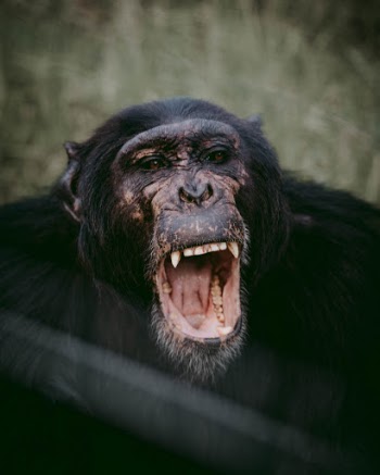 A monkey gives a huge smile for a portrait at the Ol Pajeta Conservancy in Kenya. 