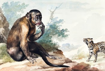 A Monkey Sitting on a Rock Looking at a Civet… | Free public domain illustration