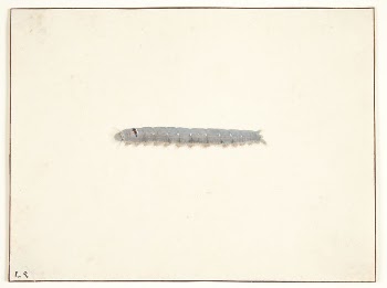 A moth caterpillar by Pieter | Free Photo - rawpixel