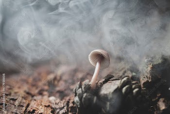 A mushroom in nature with special lighting