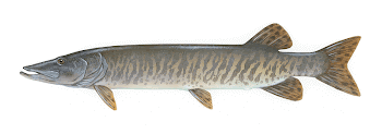 A Muskellunge | Free Photo - rawpixel