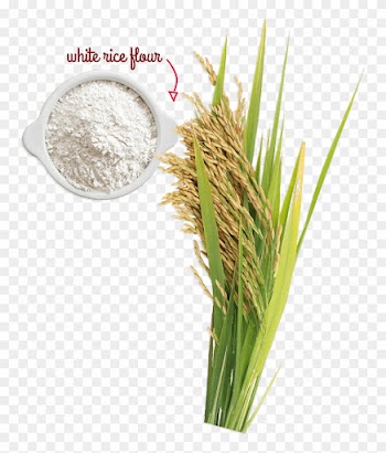 A Naturally Gluten-free Grain - Rice Flour Grain Grass