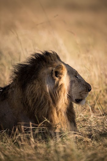 A nomadic male lion rests | Free Photo - rawpixel