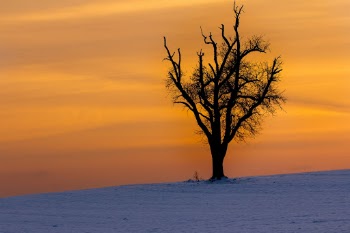  a old tree in 
