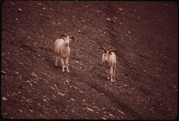 A Pair of Young Rams, | Free Photo - rawpixel