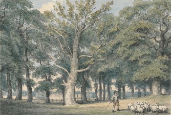 A Park Landscape with Shepherd | Free Photo - rawpixel