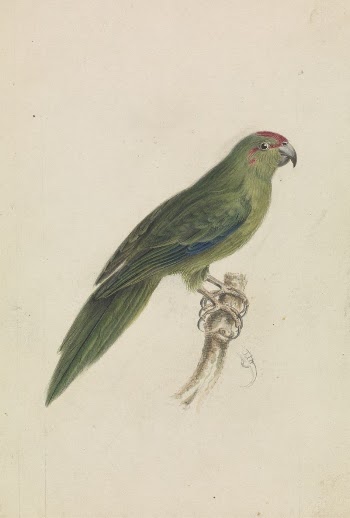 A Parrot | Free Photo - rawpixel