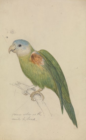 A Parrot | Free Photo - rawpixel