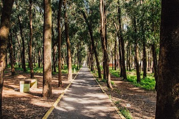 A Paved Pathway Surrounded By Trees