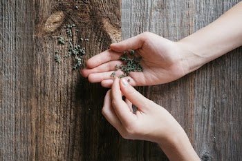 A Person's Hands With Herbs 