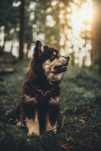 A Pet Dog In A Forest