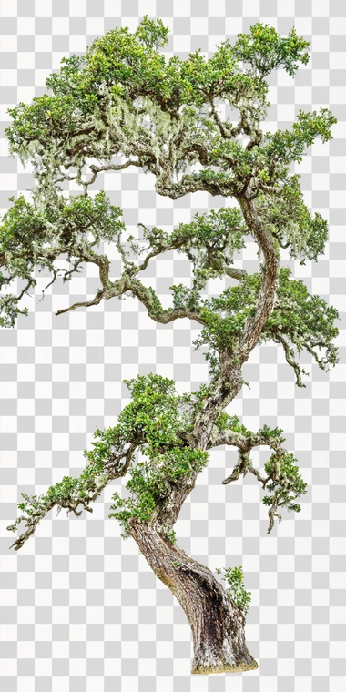 A photo of a Panamanian oak tree isolated on white.  --s 50