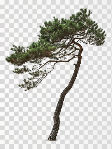 A pine tree, white background, professional photography, cle