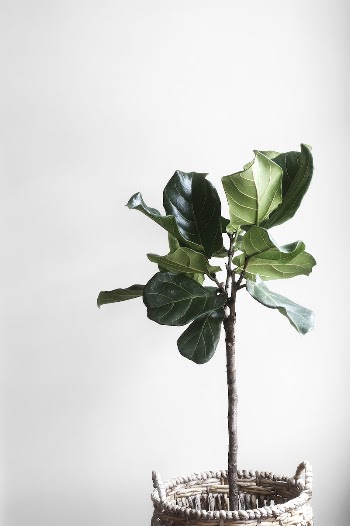 A plaint in a pot. | Free Photo - rawpixel