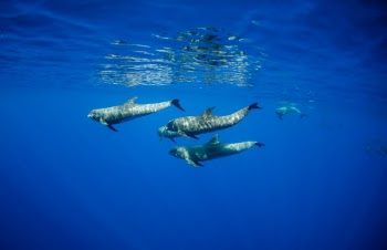 A pod of melon headed whales. 