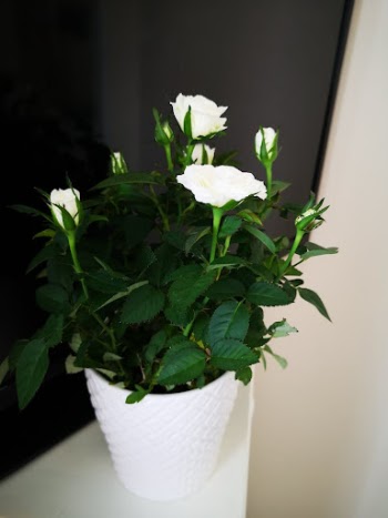 A Potted Rose Plant with White Flowers