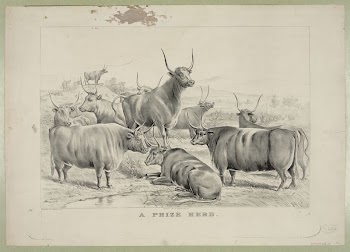 A prize herd (1881) by Currier | Free Photo - rawpixel