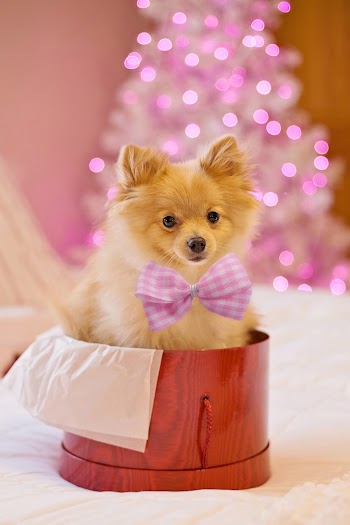 A Puppy Inside A Gift Box