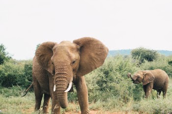 A rare sighting of a mother and her baby.