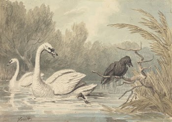 A Raven and Two Swans | Free Photo - rawpixel