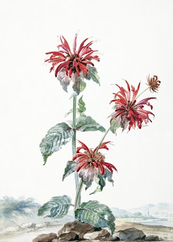 A Red Bergamot in a Landscape (1753) painting… | Free public domain illustration