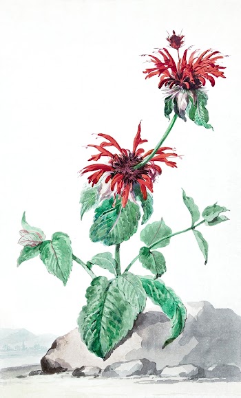 A Red Bergamot in a Landscape (ca.… | Free public domain illustration