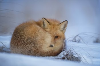 A Red Fox curled up at dusk to sleep for the evening in a cold winter snow.