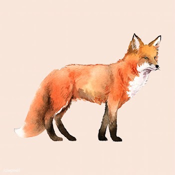 A red fox painted by watercolor | Free stock vector - 489199