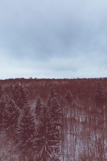 A red-hued shot of an evergreen forest under snow