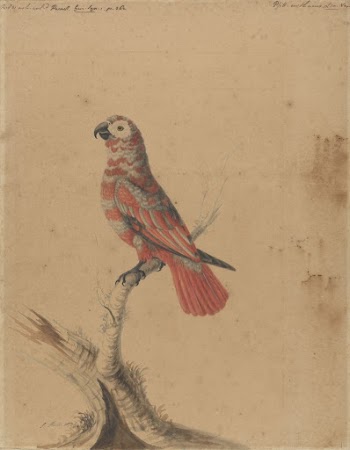 A Red Parrot | Free Photo - rawpixel